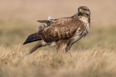 common buzzard eating alone on grass-stock-photo
