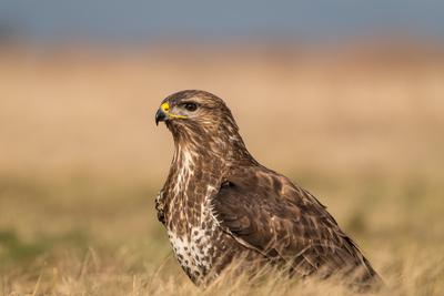 common buzzard standing alone on grass-stock-photo