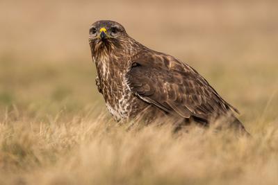 common buzzard standing alone on grass-stock-photo