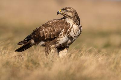 common buzzard eating alone on grass-stock-photo