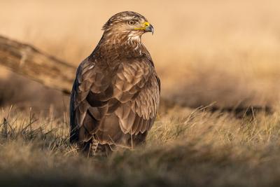 common buzzard standing alone on grass-stock-photo