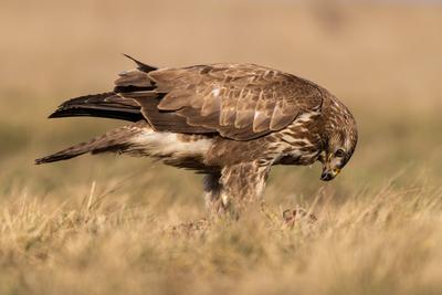 common buzzard eating alone on grass-stock-photo