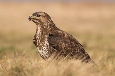 common buzzard standing alone on grass-stock-photo