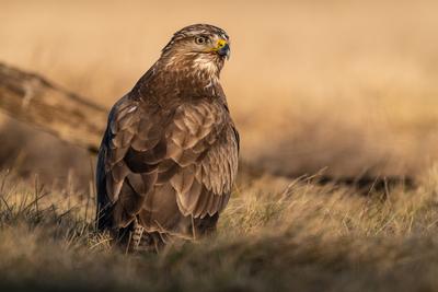 common buzzard standing alone on grass-stock-photo