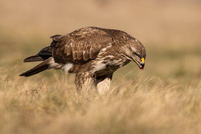 common buzzard eating alone on grass-stock-foto