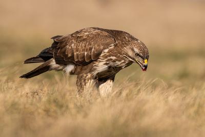 common buzzard eating alone on grass-stock-photo