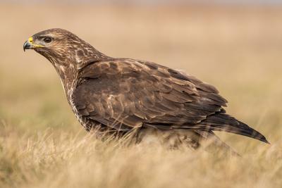 common buzzard standing alone on grass-stock-photo