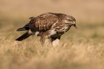 common buzzard eating alone on grass-stock-photo