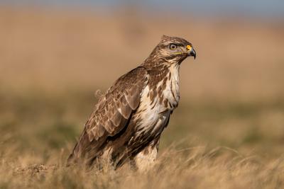 common buzzard standing alone on grass-stock-photo