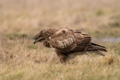 common buzzard eating alone on grass-stock-photo