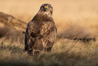 common buzzard standing alone on grass-stock-photo