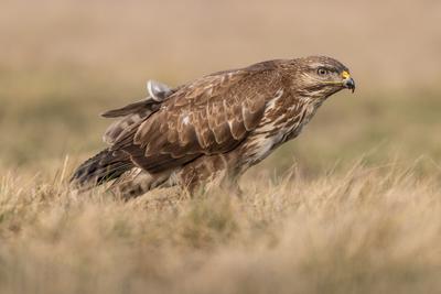 common buzzard eating alone on grass-stock-photo