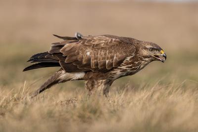 common buzzard standing alone on grass-stock-photo