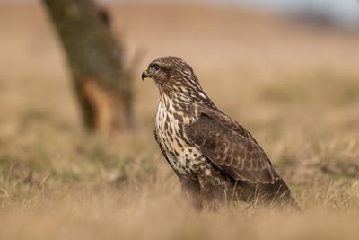 common buzzard standing alone on grass-stock-photo