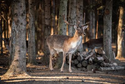 beautiful deer standing in a wild forest-stock-photo