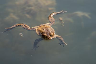 frog swimming in a pond at springtime-stock-foto