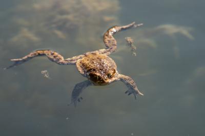 frog swimming in a pond at springtime-stock-photo