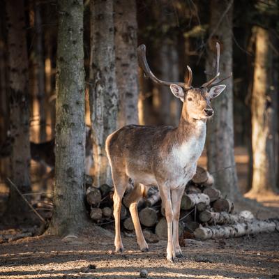 beautiful deer standing in a wild forest-stock-photo