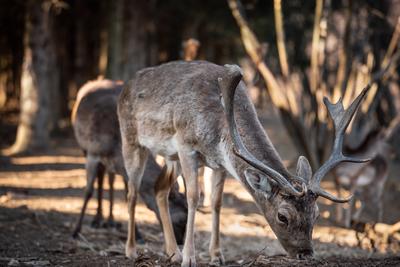 beautiful deer eating in a wild forest-stock-photo