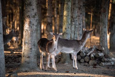 beautiful deer standing in a wild forest-stock-photo