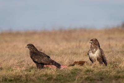 two common buzzards  on a meadow-stock-photo