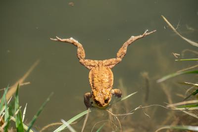 frog swimming in a pond at springtime-stock-photo