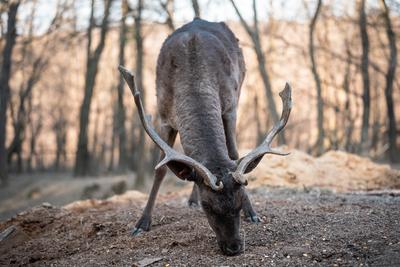 beautiful deer eating in a wild forest-stock-photo