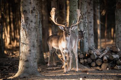 beautiful deer standing in a wild forest-stock-photo