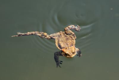 frog swimming in a pond at springtime-stock-photo