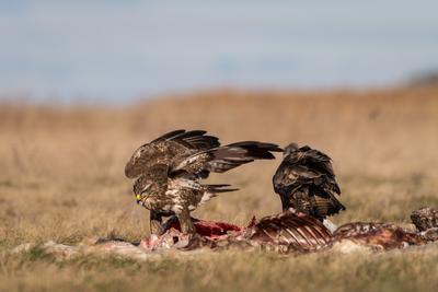 common buzzards eating meat on a meadow-stock-photo