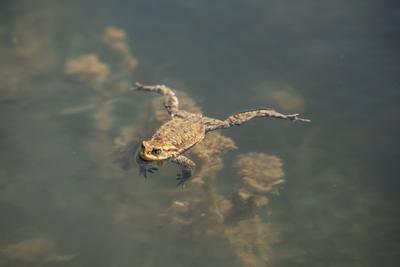 frog swimming in a pond at springtime-stock-photo