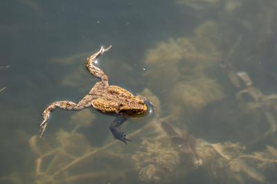 frog swimming in a pond at springtime-stock-foto
