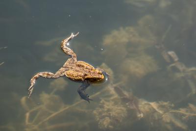 frog swimming in a pond at springtime-stock-photo