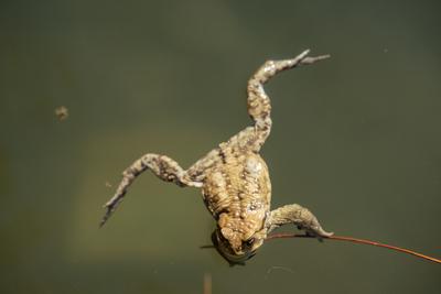 frog swimming in a pond at springtime-stock-photo