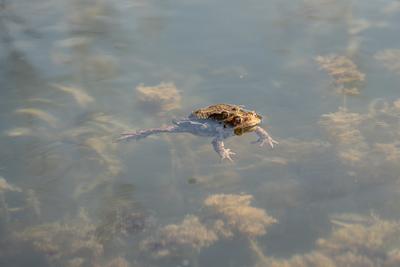 frog couple swimming in a pond at springtime-stock-photo