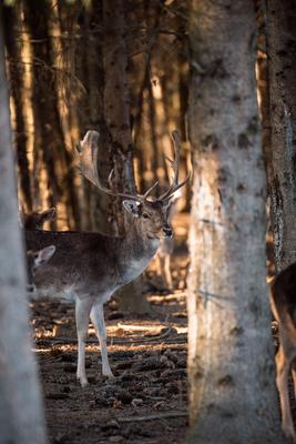 beautiful deer standing in a wild forest-stock-photo