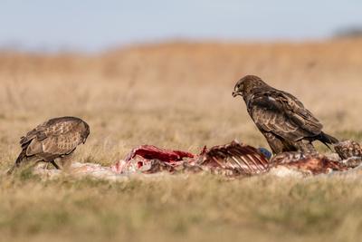 common buzzard eating meat  on a meadow-stock-photo