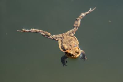 frog swimming in a pond at springtime-stock-photo