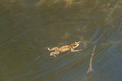 frog swimming in a pond at springtime-stock-foto