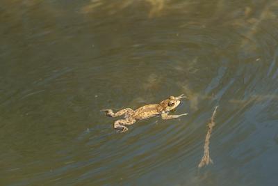 frog swimming in a pond at springtime-stock-photo