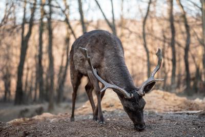 beautiful deer eating in a wild forest-stock-photo