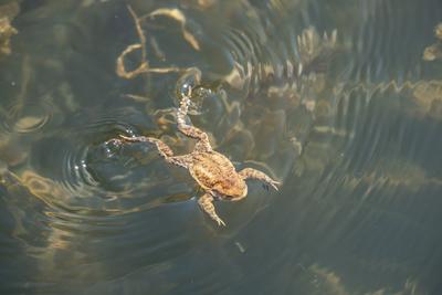 frog swimming in a pond at springtime-stock-photo