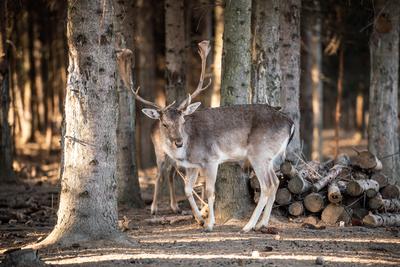 beautiful deer standing in a wild forest-stock-photo