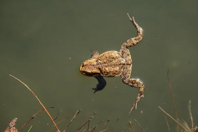 frog swimming in a pond at springtime-stock-photo