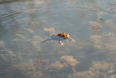 frog couple swimming in a pond at springtime-stock-photo