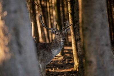beautiful deer standing in a wild forest-stock-photo