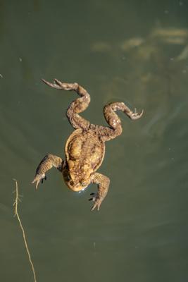 frog swimming in a pond at springtime-stock-photo