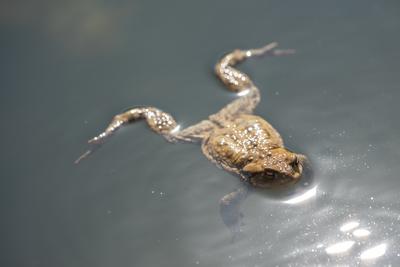 frog swimming in a pond at springtime-stock-photo