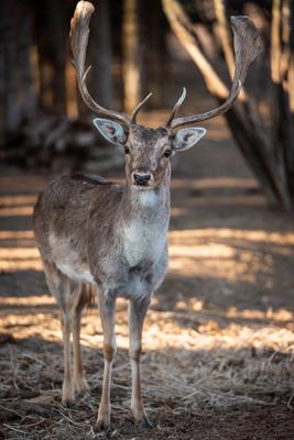 beautiful deer standing in a wild forest-stock-photo