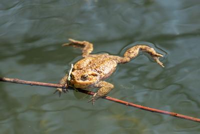 frog swimming in a pond at springtime-stock-photo